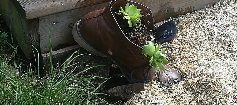 Deux petites plantes grasses qui colonisent une grolle