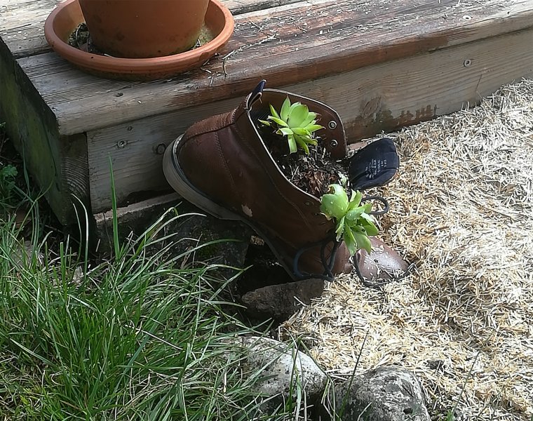 Deux petites plantes grasses qui colonisent une grolle